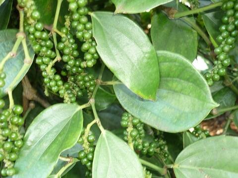 Giá hạt tiêu nội địa giảm nhẹ, xuất khẩu quý I/2026 vẫn tăng mạnh