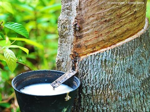Nguồn cung thắt chặt đẩy giá cao su toàn cầu khởi sắc