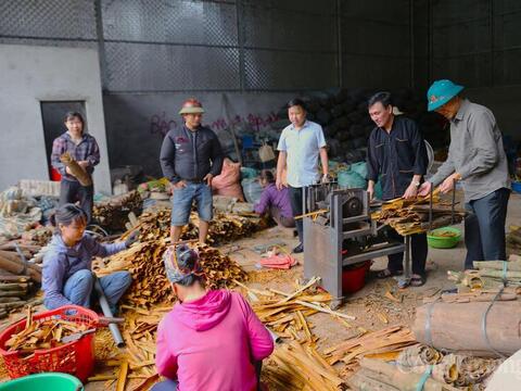 Quế Tân Hợp: Từ rừng nguyên liệu đến thương hiệu nông sản xuất khẩu