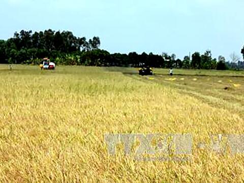Hà Nội: Dự kiến giảm hơn 700ha đất trồng lúa