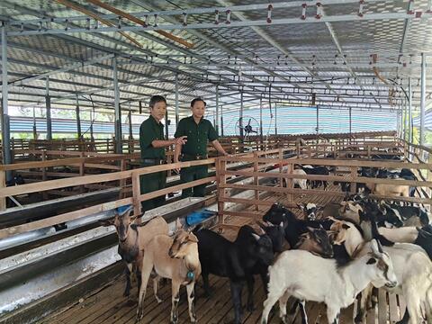 Cựu chiến binh làm giàu từ chăn nuôi dê