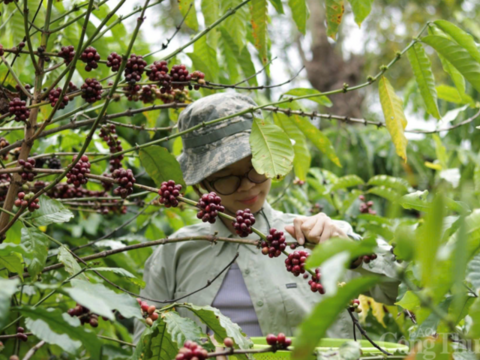 Giá cà phê hôm nay 15/5/2026: Bật tăng 1.000 đồng/kg