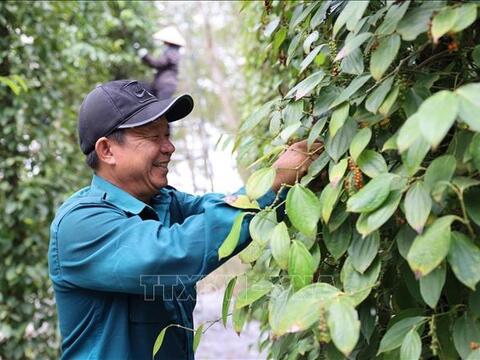 Bản tin nông sản hôm nay (17-5): Giá hồ tiêu tiếp tục đi ngang