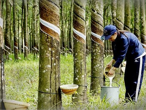 Xuất khẩu cao su đối diện sức ép từ giá và quy định môi trường