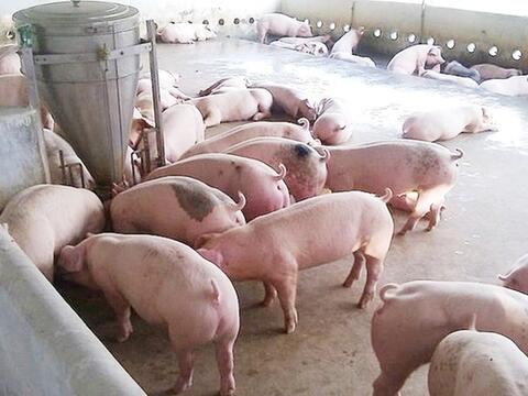 Giá heo hơi hôm nay 21/5/2026: Tăng đồng loạt trên cả nước