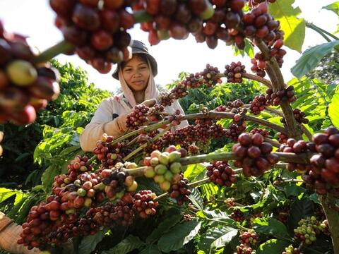 Bản tin nông sản hôm nay (24-5): Giá cà phê tăng