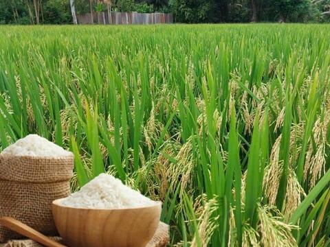 Giá lúa gạo hôm nay ngày 25/5/2026: Gạo xuất khẩu đảo chiều giảm nhẹ
