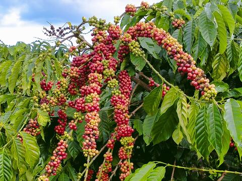 Bản tin nông sản hôm nay (27-5): Giá cà phê ổn định, giá hồ tiêu giảm mạnh