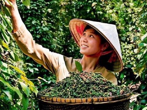 Bản tin nông sản hôm nay (28-5): Giá cà phê trong nước bật tăng