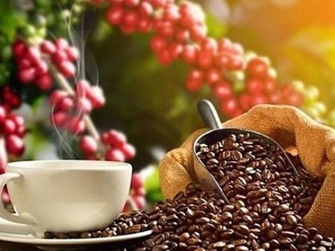 Bản tin nông sản hôm nay (1-6): Giá cà phê trong nước chấm dứt chuỗi tăng