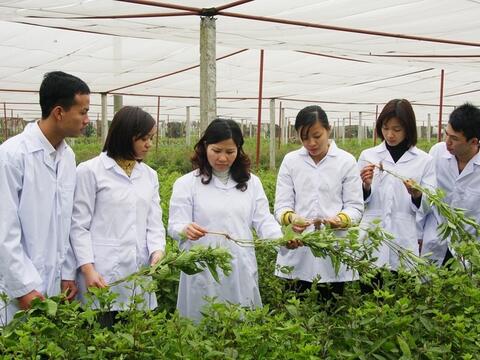 Phát triển công nghiệp dược liệu, biến lợi thế tự nhiên thành sức mạnh kinh tế