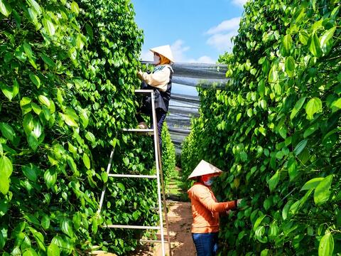 Bản tin nông sản hôm nay (10-6): Giá cà phê tăng nhẹ