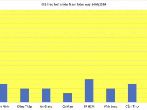 Giá heo hơi hôm nay 14/6/2026: Đi ngang cuối tuần