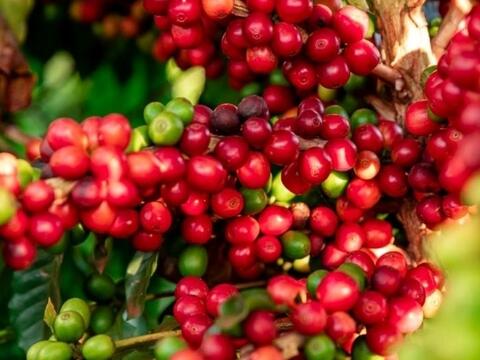 Bản tin nông sản hôm nay (18-6): Giá cà phê, hồ tiêu giảm nhẹ