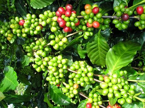 Bản tin nông sản hôm nay (4-7): Giá cà phê tăng, hồ tiêu ổn định