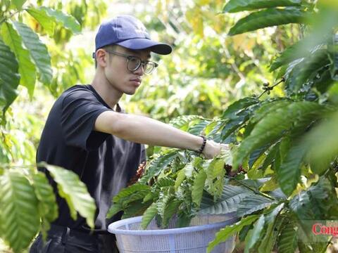 Giá cà phê hôm nay 8/7/2026: Tiến sát mốc 97.000 đồng/kg
