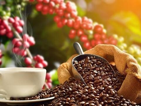 Bản tin nông sản hôm nay (11-7): Giá cà phê tăng mạnh hơn 6.000 đồng/kg