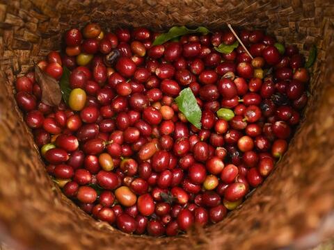 Bản tin nông sản hôm nay (13-7): Giá cà phê, hồ tiêu đi ngang