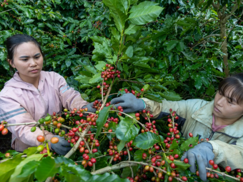 Bản tin nông sản hôm nay (17-7): Giá cà phê tăng lên sát ngưỡng 100.000 đồng/kg