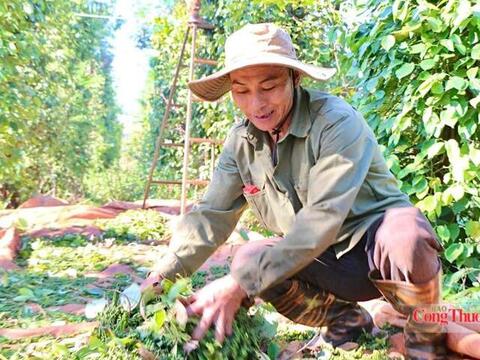 Giá tiêu hôm nay 19/7/2026: Đi ngang phiên cuối tuần