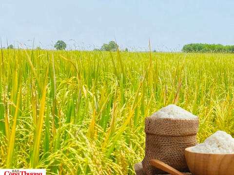 Giá lúa gạo hôm nay ngày 18/7/2026: Lúa tươi biến động trái triều