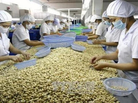 Xuất khẩu hạt điều tăng giá trị, củng cố vị thế tại thị trường Hoa Kỳ