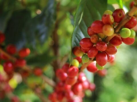 Bản tin nông sản hôm nay (11-8): Giá cà phê tăng nhẹ