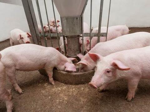 Giá heo hơi hôm nay 13/8/2026: Giảm cục bộ 1.000 đồng/kg