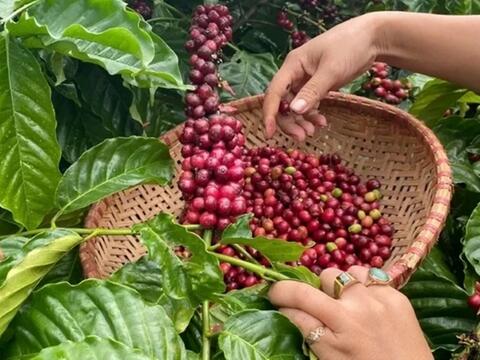Bản tin nông sản hôm nay (14-8): Giá cà phê giảm, hồ tiêu neo ở mức cao