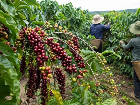 Bản tin nông sản hôm nay (16-8): Giá cà phê tiếp tục giảm