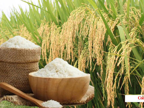 Giá lúa gạo hôm nay ngày 16/8, tuần qua: Lúa, gạo xuất khẩu biến động