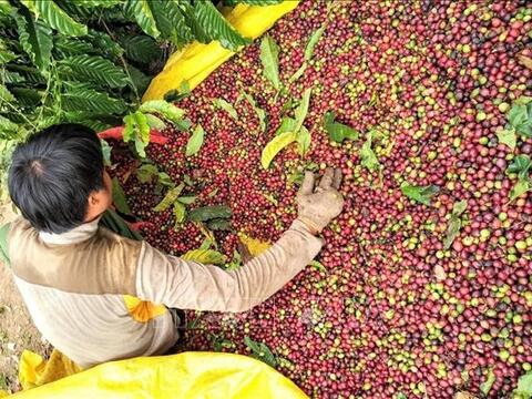 Bản tin nông sản hôm nay (15-8): Giá cà phê giảm mạnh