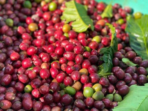 Bản tin nông sản hôm nay (18-8): Giá cà phê bật tăng trở lại, giá hồ tiêu đi ngang