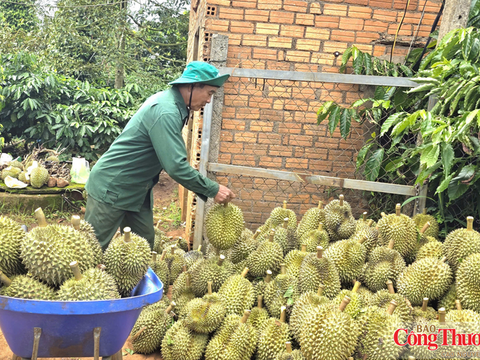 Lãnh đạo xã làm KOL, KOC bán sầu riêng online, hàng ngàn đơn đã chốt