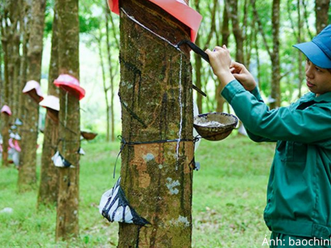 Giá cao su duy trì đà tăng nhờ nguồn cung toàn cầu thắt chặt