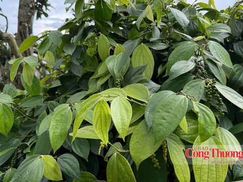 Giá tiêu hôm nay 22/8/2026: Thị trường trầm lắng