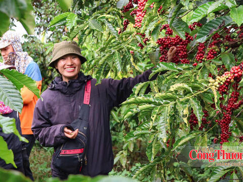 Giá cà phê hôm nay 22/8/2026: Giảm mạnh 1.600 - 1.700 đồng/kg