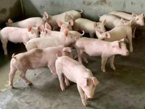 Giá heo hơi hôm nay 22/8/2026: Nối tiếp đà tăng
