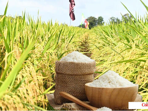 Giá lúa gạo hôm nay ngày 29/8/2026: Gạo nguyên liệu xuất khẩu giảm
