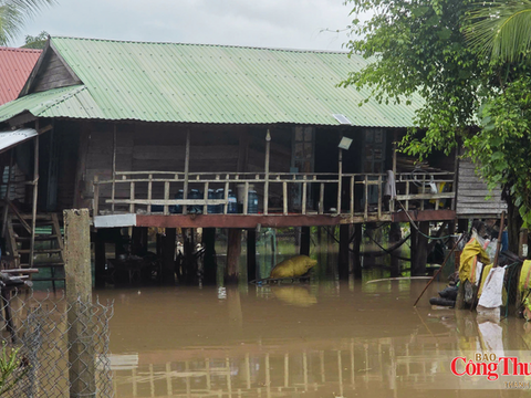 Gia Lai: Mưa lớn kéo dài, ruộng đồng, nhà dân chìm trong biển nước