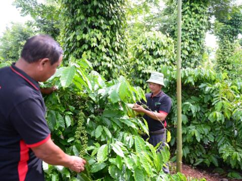 Bản tin nông sản hôm nay (8-9): Giá cà phê trong nước ổn định