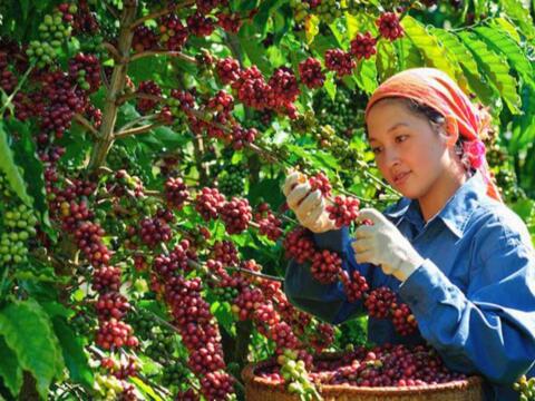 Bản tin nông sản hôm nay (17-9): Giá cà phê trong nước giảm mạnh
