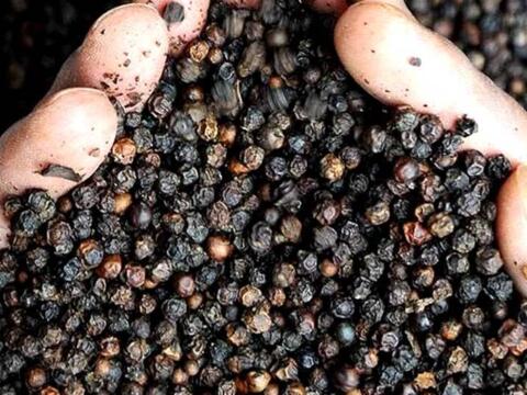 Bản tin nông sản hôm nay (18-9): Giá cà phê, hồ tiêu giảm nhẹ