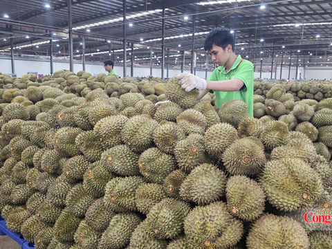Đắk Lắk đặt mục tiêu xuất khẩu đạt hơn 1 tỷ USD trong 4 tháng cuối năm