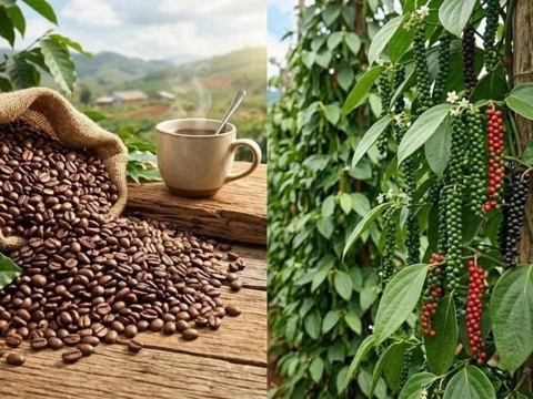 Bản tin nông sản hôm nay (23-9): Giá cà phê giảm, hồ tiêu ổn định