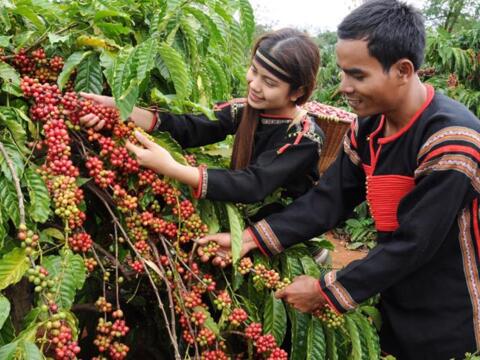 Bản tin nông sản hôm nay (25-9): Giá cà phê bật tăng, hồ tiêu đi ngang