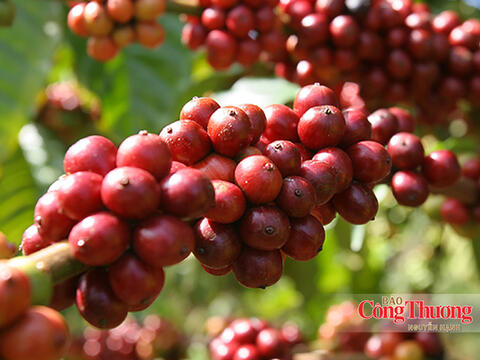 Cà phê Việt Nam trước yêu cầu nâng tầm giá trị