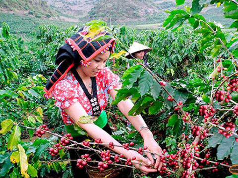 Cà phê Sơn La: Từ mở rộng vùng trồng đến bài toán nâng giá trị