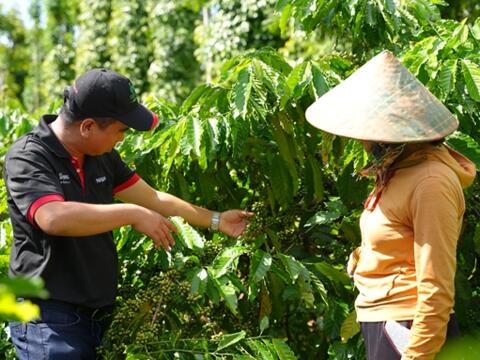Bản tin nông sản hôm nay (9-10): Giá cà phê và hồ tiêu đều giảm