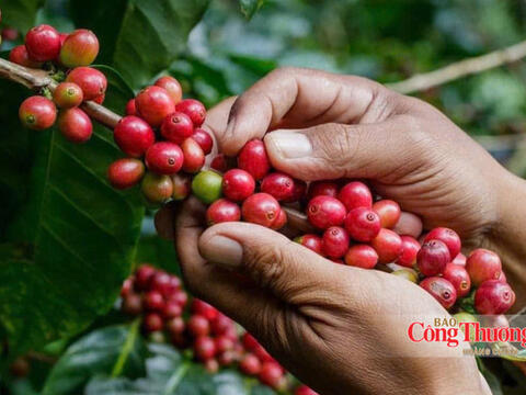 Giá cà phê hôm nay 17/10/2026: Đảo chiều giảm mạnh 1.500 đồng/kg